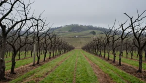 periode taille vigne