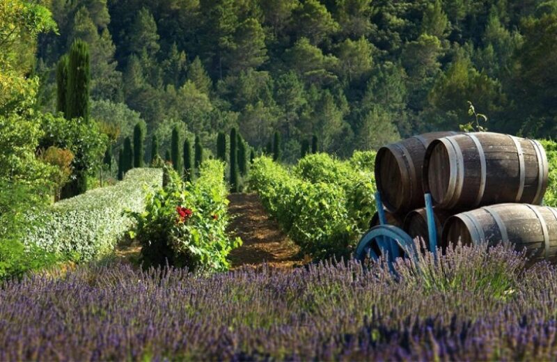 2015-vignoble-lavande