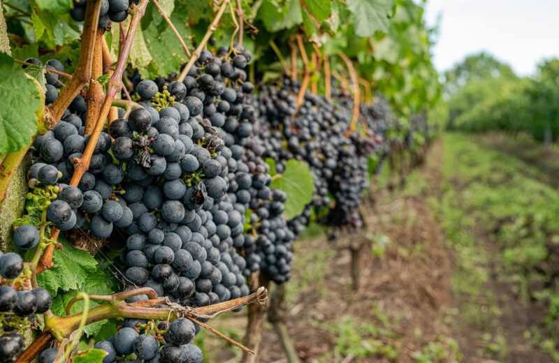 Acheter_un_vignoble_aux_alentours_de_Bordeaux