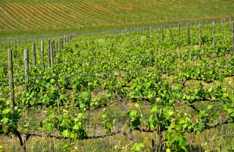 Acquérir_un_domaine_viticole:_tout_ce_qu’il_faut_savoir_!