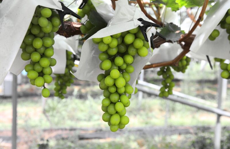 Comment_le_circuit_du_vin_bio_fonctionne_sur_la_régionRhône_Alpeset_Lyon_?