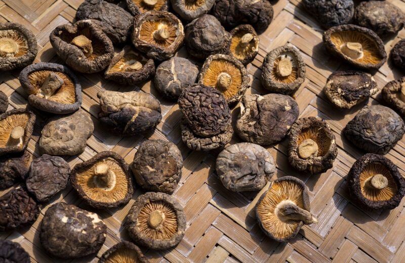 La_recette_shiitake_frais_:_découvrez_tous_nos_conseils