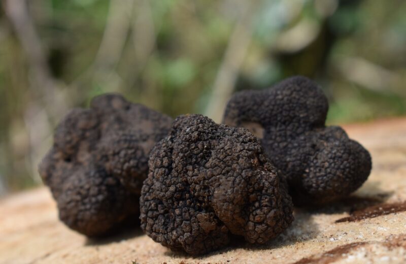 Le_choix_du_vin_correspondant_à_un_type_de_truffe
