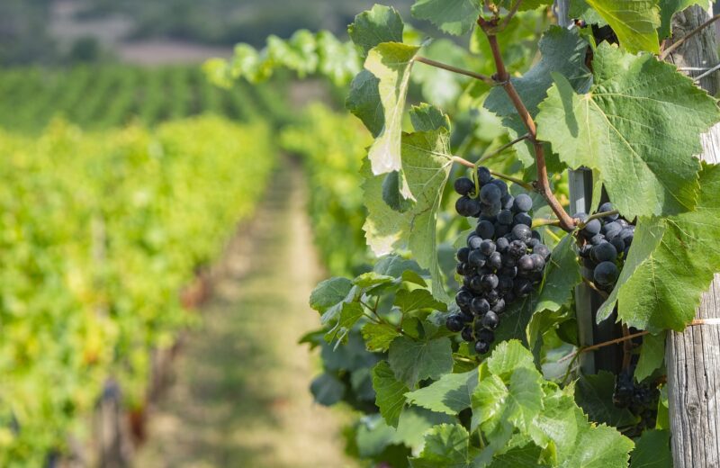 Les_caractéristiques_des_variétés_de_vins_en_appellation_Condrieu