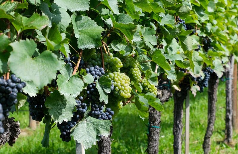 Les_contours_de_la_viticulture_:_de_la_récolte_à_la_vente