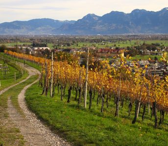 Organiser_un_séminaire_d’entreprise_dans_un_vignoble_bordelais