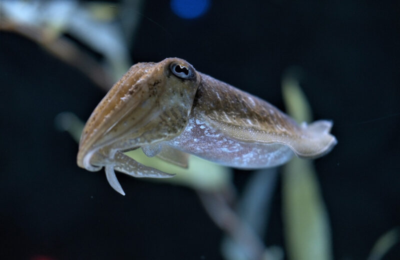Qu_est_ce_qu_une_seiche