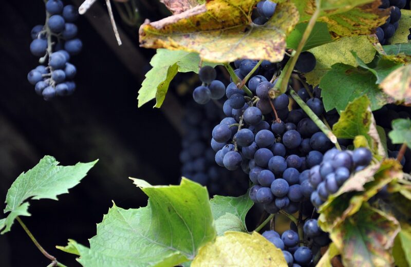 Qu’est_ce_qui_fait_un_bon_vin_naturel_?