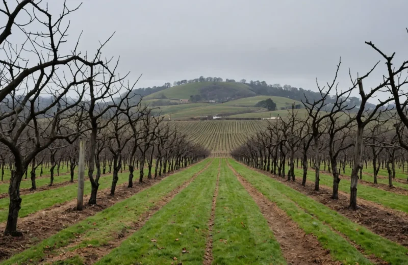 periode taille vigne