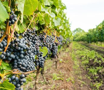 Tout_savoir_sur_les_Vignerons_des_Pierres_Dorées_et_les_vins_Beaujolais