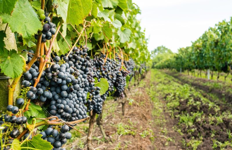 Tout_savoir_sur_les_Vignerons_des_Pierres_Dorées_et_les_vins_Beaujolais