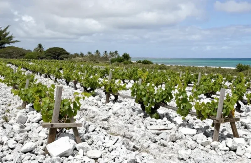 vin de tahiti