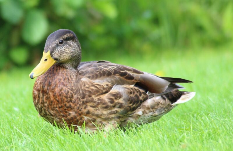 Voici_nos_conseils_de_la_recette_avec_du_gésier_de_canard