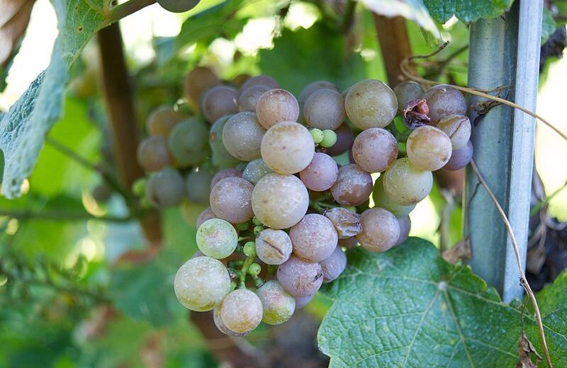 grappe de raisin