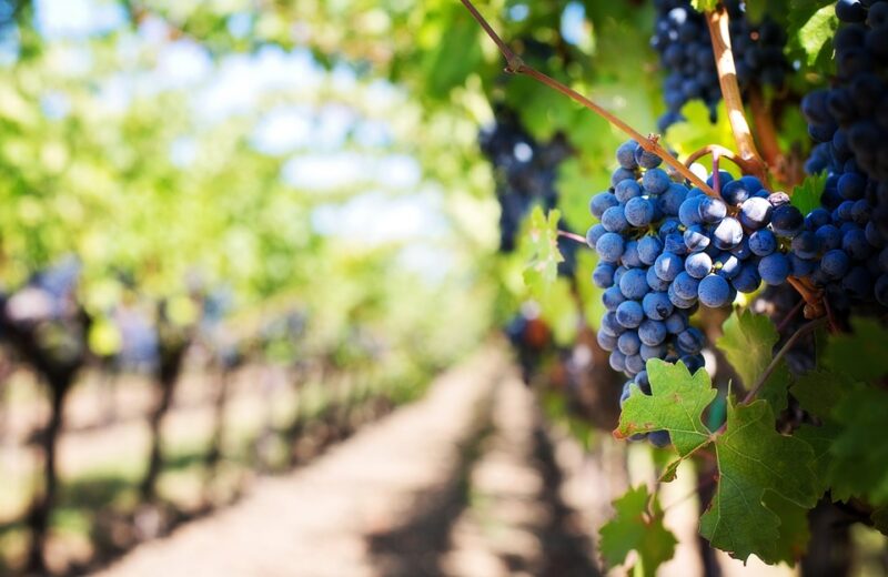 purple-grapes-553463_960_720