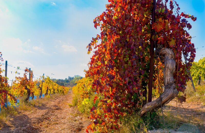 Vigneron