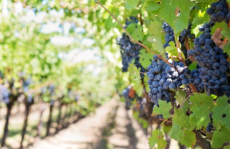 vignoble
