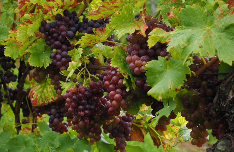wine-berries-694183_1280